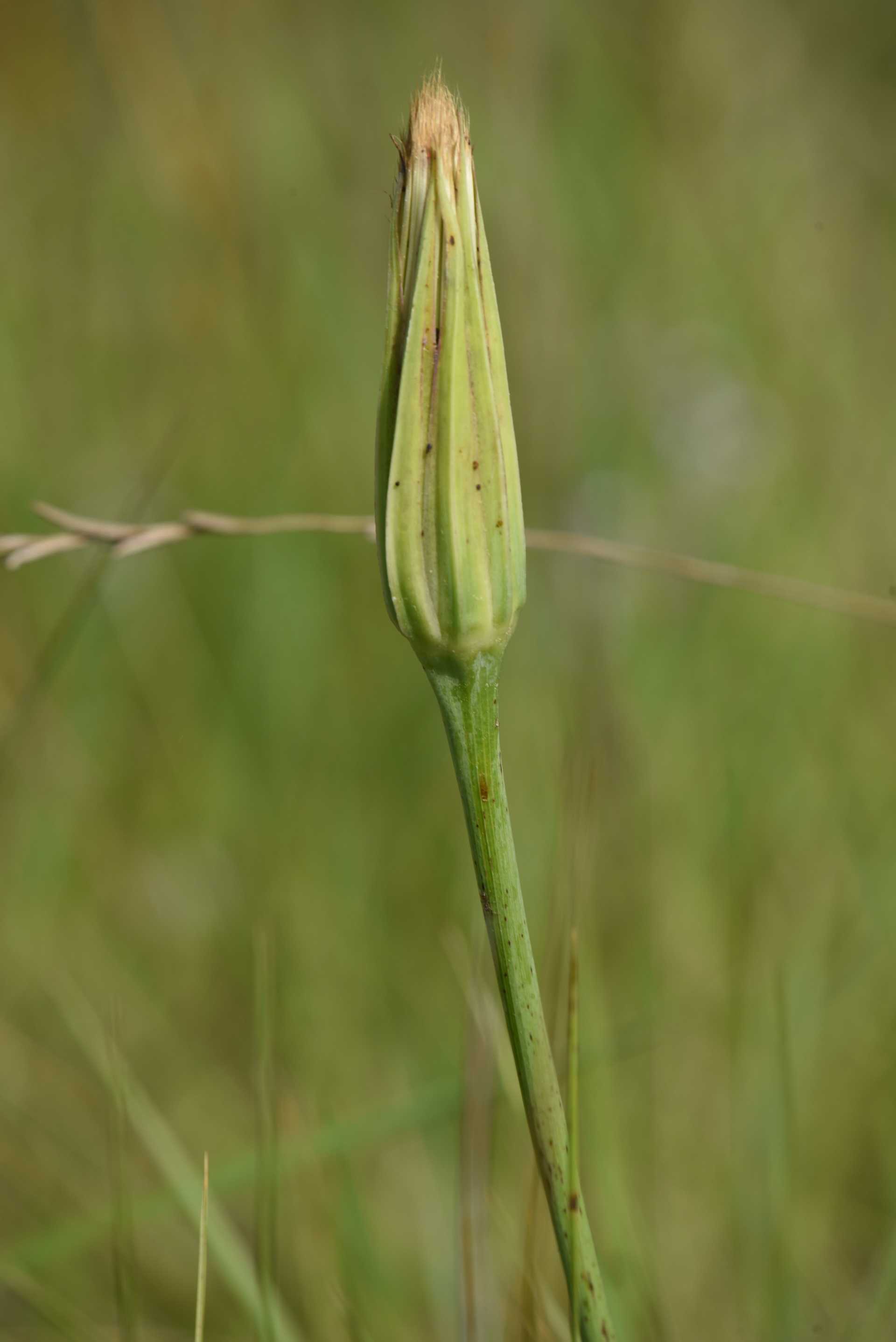 La scorzonera bianca, la pianta dalla radice ricca di inulina